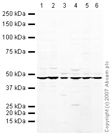 Western blot - Mouse pancreas tissue lysate - total protein (AB29363), expandable thumbnail