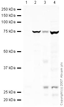Western blot - Mouse placenta normal tissue lysate - total protein (AB29139), expandable thumbnail