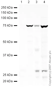 Western blot - Mouse placenta normal tissue lysate - total protein (AB29139)