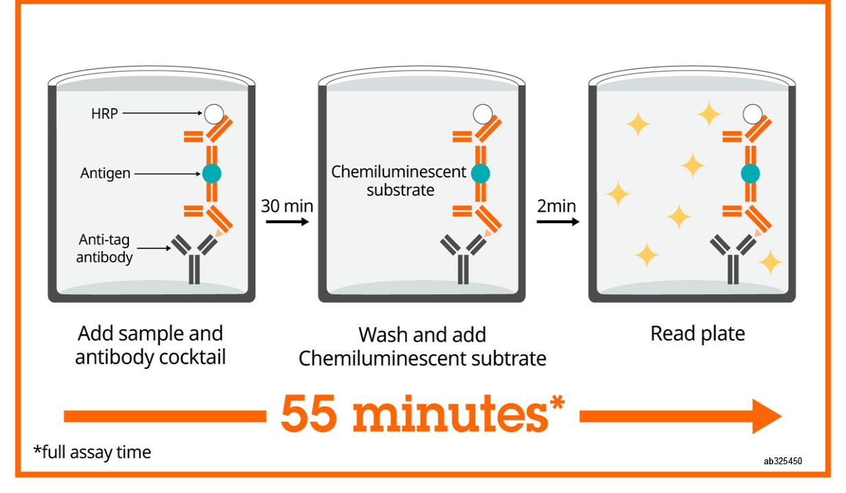 Sandwich ELISA - Mouse Prealbumin ELISA Kit, Chemiluminescent (AB325450)
