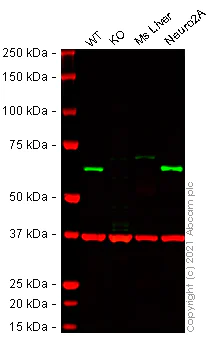 Western blot - Mouse PRKAA1 knockout RAW 264.7 cell line (AB280055)