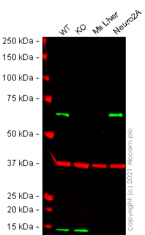 Western blot - Mouse PRKAA1 knockout RAW 264.7 cell line (AB280055), expandable thumbnail
