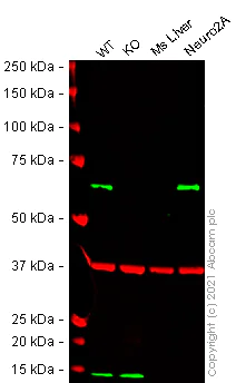 Western blot - Mouse PRKAA1 knockout RAW 264.7 cell line (AB280055)
