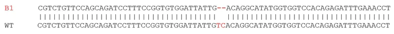 Sanger Sequencing - Mouse PRKAA1 knockout RAW 264.7 cell lysate (AB280114)