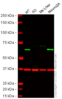 Western blot - Mouse PRKAA1 knockout RAW 264.7 cell lysate (AB280114)