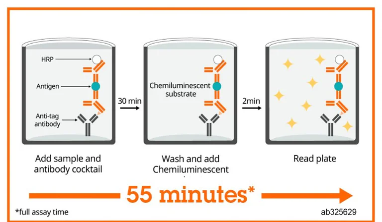 Sandwich ELISA - Mouse/Rat ACTH (Adrenocorticotropic Hormone) ELISA Kit, Chemiluminescent (AB325629)