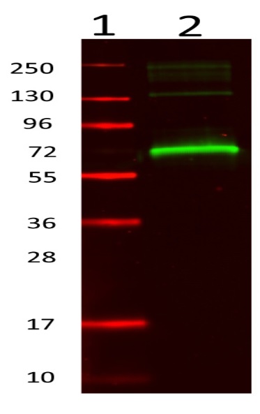Western blot - Anti-Mouse Serum Albumin antibody (AB34807)