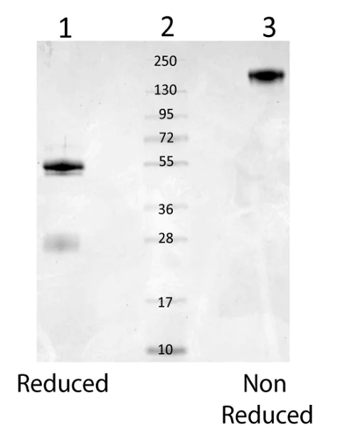 Western blot - Anti-Mouse Serum Albumin antibody (AB34807)