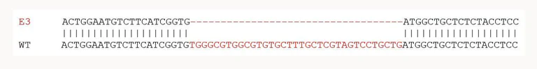 Sanger Sequencing - Mouse SIRPA knockout RAW 264.7 cell line (AB281618)