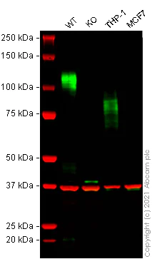 Western blot - Mouse SIRPA knockout RAW 264.7 cell line (AB281618)