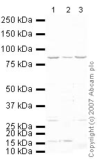 Western blot - Mouse skeletal muscle tissue lysate - total protein (AB29711), expandable thumbnail