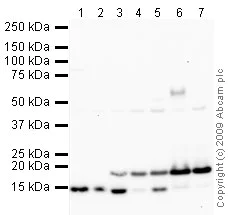 Western blot - Mouse skeletal muscle tissue lysate - total protein (AB29711)