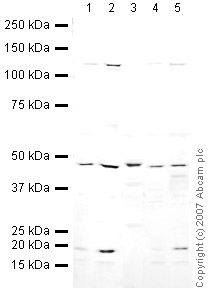 Western blot - Mouse skeletal muscle tissue lysate - total protein (ab29711), expandable thumbnail