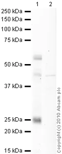 Western blot - Mouse skin tissue lysate (14 days) (AB7271)