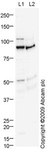 Western blot - Mouse skin tissue lysate - total protein (AB4025), expandable thumbnail