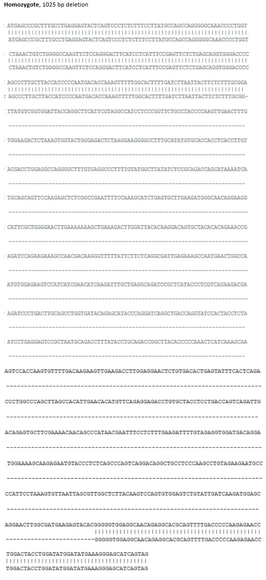 Sanger Sequencing - Mouse Smcr8 knockout RAW 264.7 cell line (AB308483), expandable thumbnail