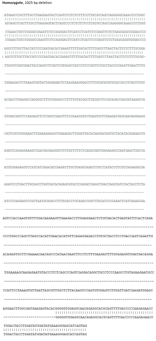 Sanger Sequencing - Mouse Smcr8 knockout RAW 264.7 cell line (AB308483)