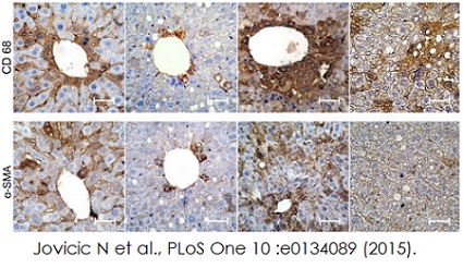 Immunohistochemistry (Formalin/PFA-fixed paraffin-embedded sections) - Mouse specific HRP/DAB Detection IHC Kit (AB64259), expandable thumbnail