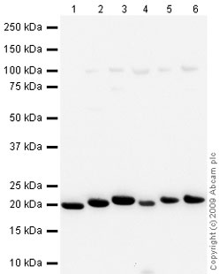 Western blot - Mouse spleen tissue lysate - total protein (AB29293), expandable thumbnail
