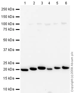 Western blot - Mouse spleen tissue lysate - total protein (AB29293)