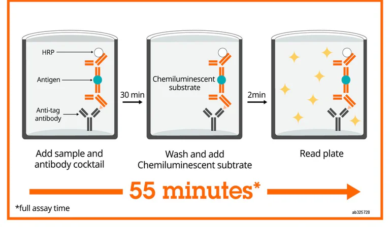 Sandwich ELISA - Mouse TARC ELISA Kit, Chemiluminescent (AB325728)