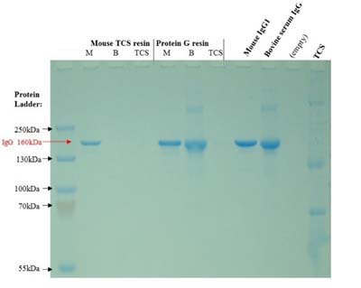 SDS-PAGE - Mouse TCS Antibody Purification Kit (AB128749), expandable thumbnail