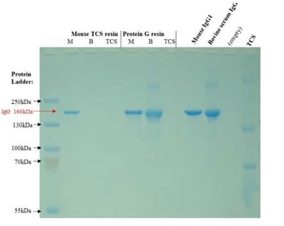 SDS-PAGE - Mouse TCS Antibody Purification Kit (AB128749)