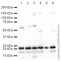 Western blot - Mouse thymus tissue lysate - total protein (AB29285), expandable thumbnail