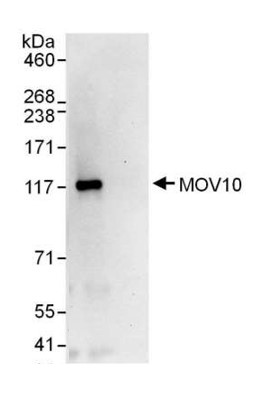 Immunoprecipitation - Anti-Mov10 antibody (AB80613), expandable thumbnail