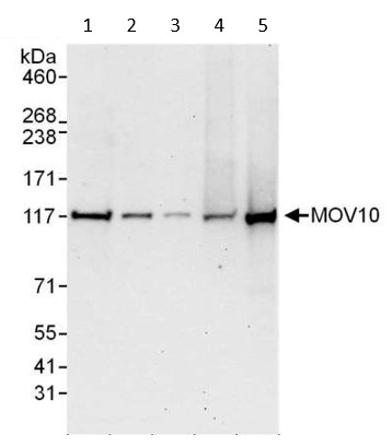 Western blot - Anti-Mov10 antibody (AB80613), expandable thumbnail