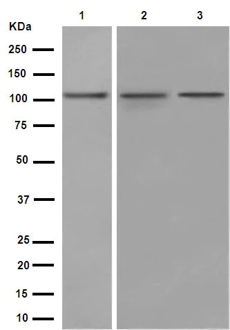 Western blot - Anti-Mov10 antibody [EPR14478] (AB189919)
