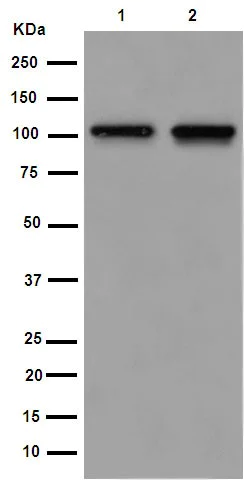 Western blot - Anti-Mov10 antibody [EPR14478] (AB189919)