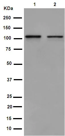 Western blot - Anti-Mov10 antibody [EPR14478] (AB189919)