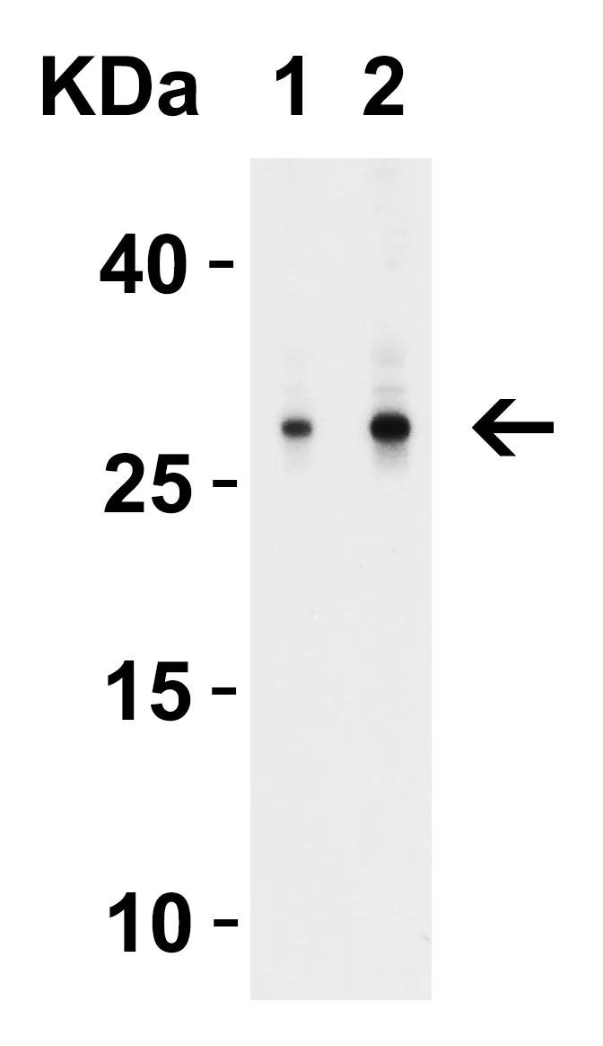 Western blot - Anti-MOX1/MEOX1 antibody (AB105349)