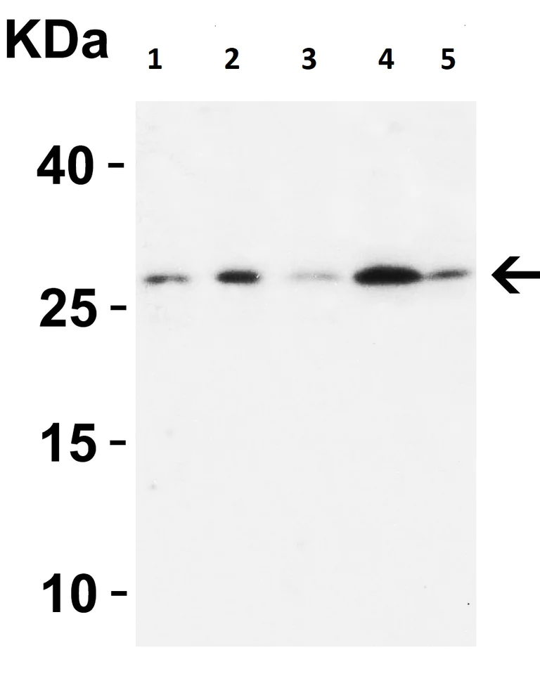 Western blot - Anti-MOX1/MEOX1 antibody (AB105349)