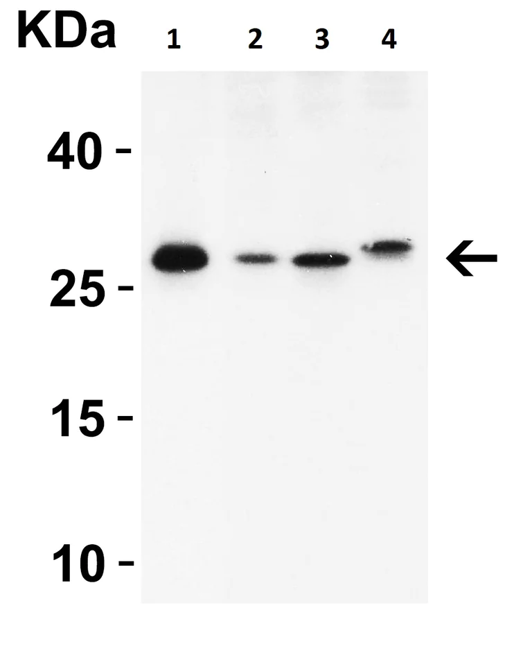 Western blot - Anti-MOX1/MEOX1 antibody (AB105349)