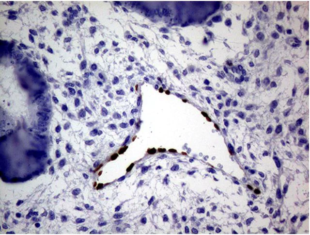 Immunohistochemistry (Formalin/PFA-fixed paraffin-embedded sections) - Anti-MOX1/MEOX1 antibody [OTI5D8] (AB279366)
