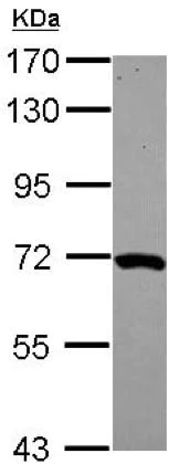 Western blot - Anti-MOXD1/MOX antibody (AB153807)