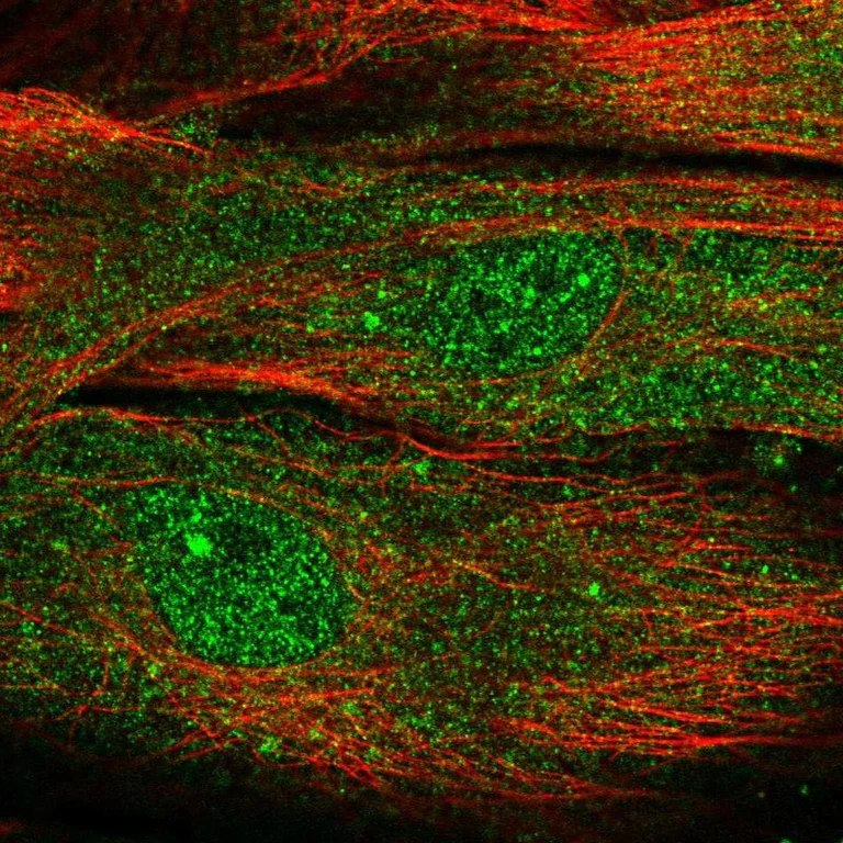 Immunocytochemistry/ Immunofluorescence - Anti-MOXD1/MOX antibody (AB251840)