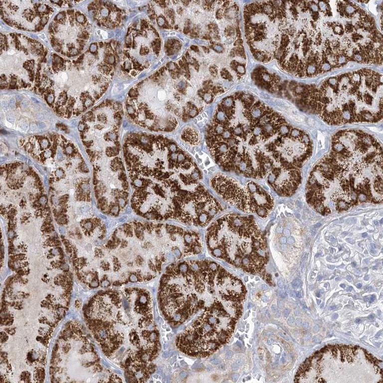 Immunohistochemistry (Formalin/PFA-fixed paraffin-embedded sections) - Anti-MOXD1/MOX antibody (AB251840)