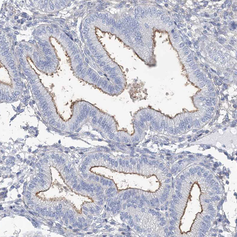 Immunohistochemistry (Formalin/PFA-fixed paraffin-embedded sections) - Anti-MOXD1/MOX antibody (AB251840)