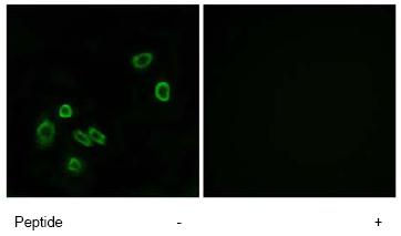 Immunocytochemistry/ Immunofluorescence - Anti-MPC1 antibody (AB74871)