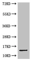 Western blot - Anti-MPC2 antibody (AB236584)