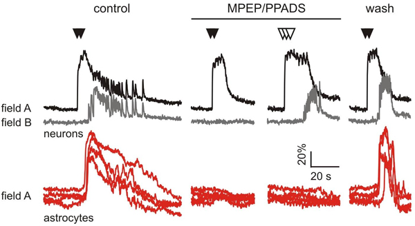 Functional Studies - MPEP hydrochloride, mGlu5 antagonist (AB120008), expandable thumbnail