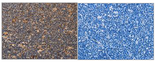 Immunohistochemistry (Formalin/PFA-fixed paraffin-embedded sections) - Anti-MPG/AAG antibody (AB196553)