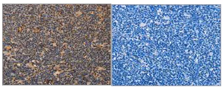 Immunohistochemistry (Formalin/PFA-fixed paraffin-embedded sections) - Anti-MPG/AAG antibody (AB196553)