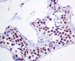Immunohistochemistry (Formalin/PFA-fixed paraffin-embedded sections) - Anti-MPG/AAG antibody [EPR10959(B)] - BSA and Azide free (AB249186)