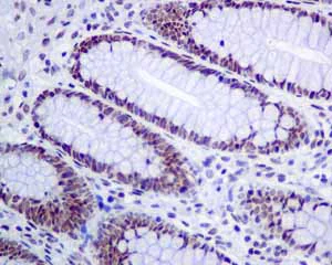 Immunohistochemistry (Formalin/PFA-fixed paraffin-embedded sections) - Anti-MPG/AAG antibody [EPR10959(B)] - BSA and Azide free (AB249186)