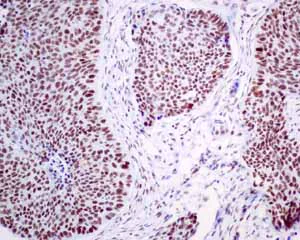 Immunohistochemistry (Formalin/PFA-fixed paraffin-embedded sections) - Anti-MPG/AAG antibody [EPR10959(B)] - BSA and Azide free (AB249186)