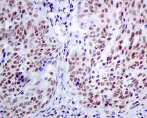 Immunohistochemistry (Formalin/PFA-fixed paraffin-embedded sections) - Anti-MPG/AAG antibody [EPR10959(B)] - BSA and Azide free (AB249186)